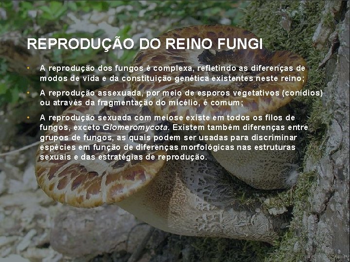 REPRODUÇÃO DO REINO FUNGI • A reprodução dos fungos é complexa, refletindo as diferenças