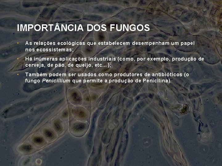 IMPORT NCIA DOS FUNGOS • As relações ecológicas que estabelecem desempenham um papel nos