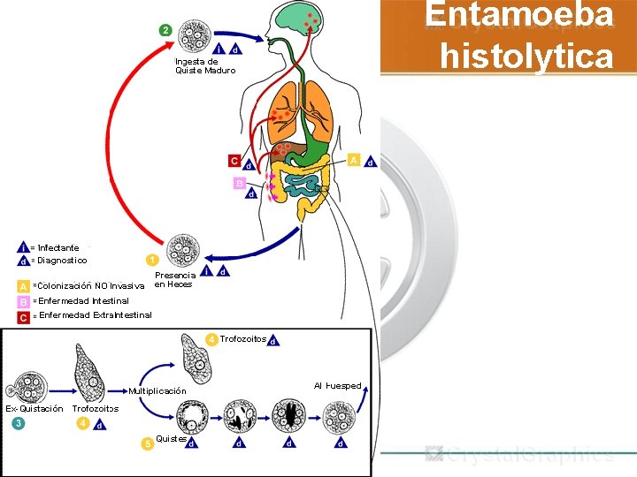  Entamoeba histolytica 