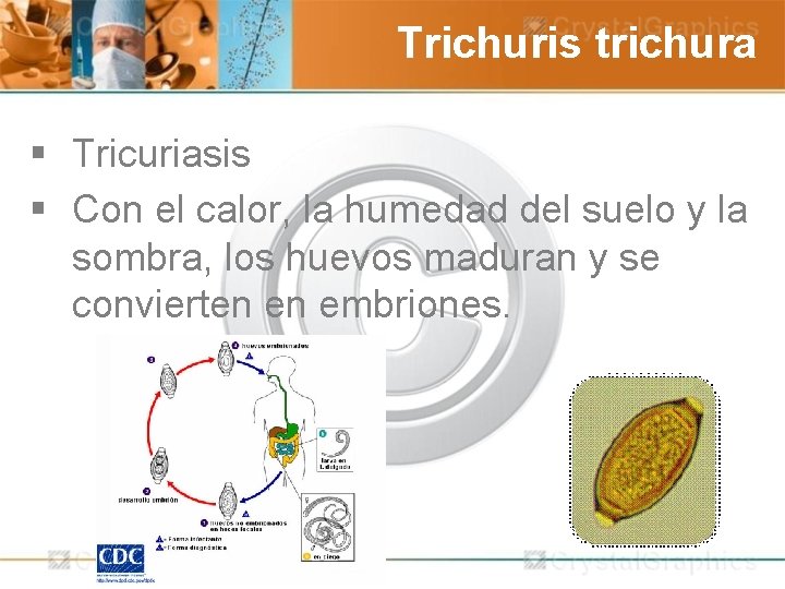 Trichuris trichura § Tricuriasis § Con el calor, la humedad del suelo y la