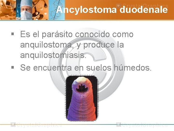 Ancylostoma duodenale § Es el parásito conocido como anquilostoma, y produce la anquilostomiasis. §