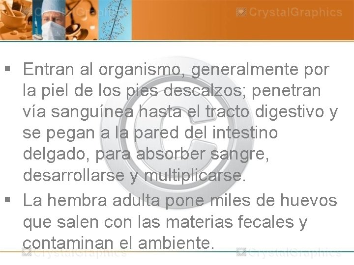 § Entran al organismo, generalmente por la piel de los pies descalzos; penetran vía