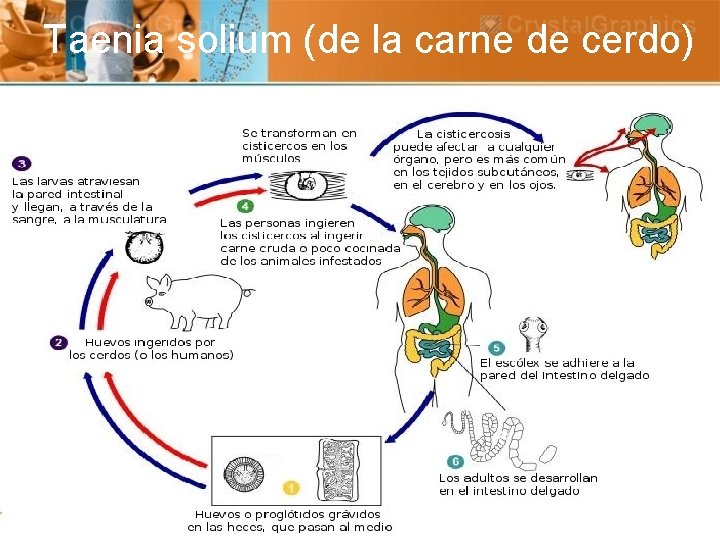 Taenia solium (de la carne de cerdo) 