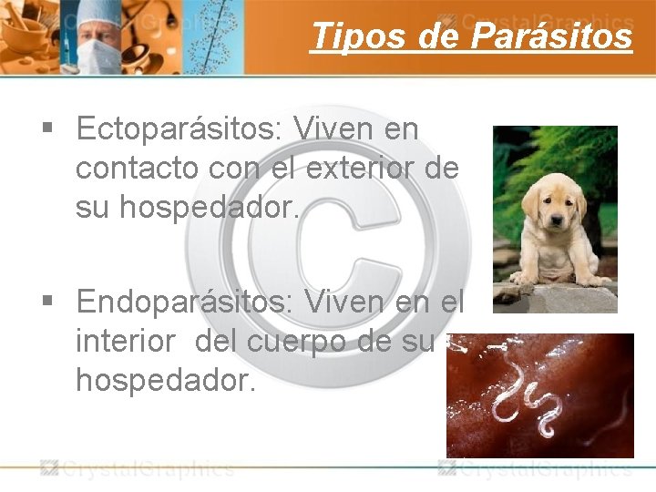 Tipos de Parásitos § Ectoparásitos: Viven en contacto con el exterior de su hospedador.