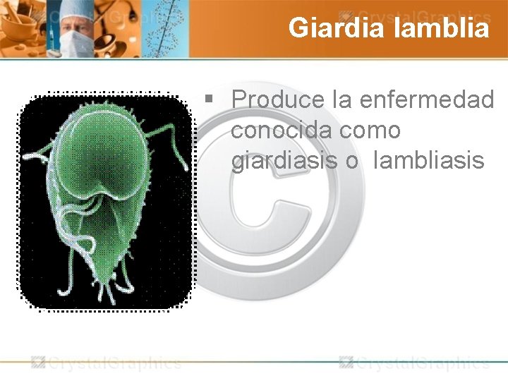 Giardia lamblia § Produce la enfermedad conocida como giardiasis o lambliasis 