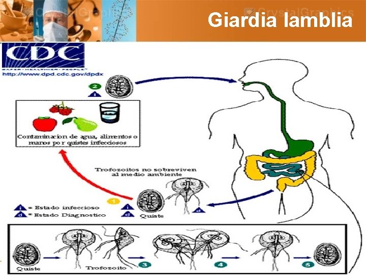 Giardia lamblia 