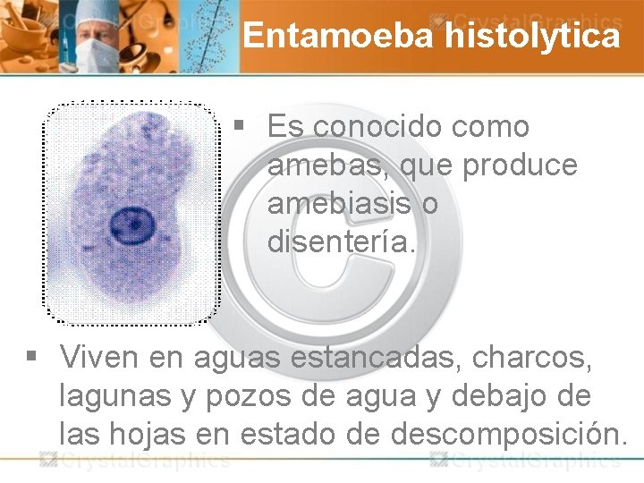  Entamoeba histolytica § Es conocido como amebas, que produce amebiasis o disentería. §