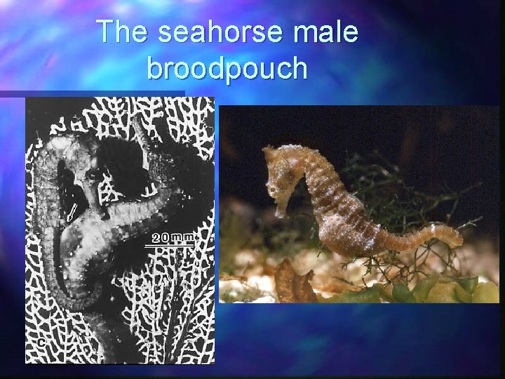 The seahorse male broodpouch 
