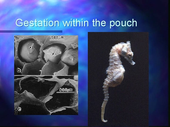Gestation within the pouch 