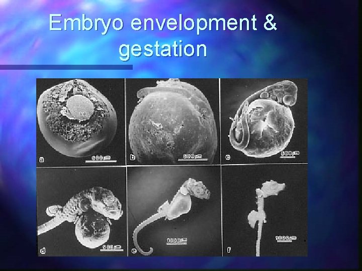 Embryo envelopment & gestation 