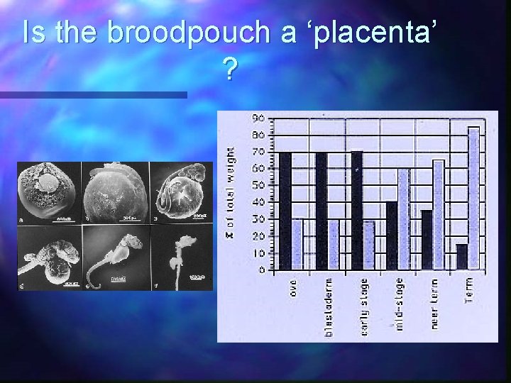 Is the broodpouch a ‘placenta’ ? 