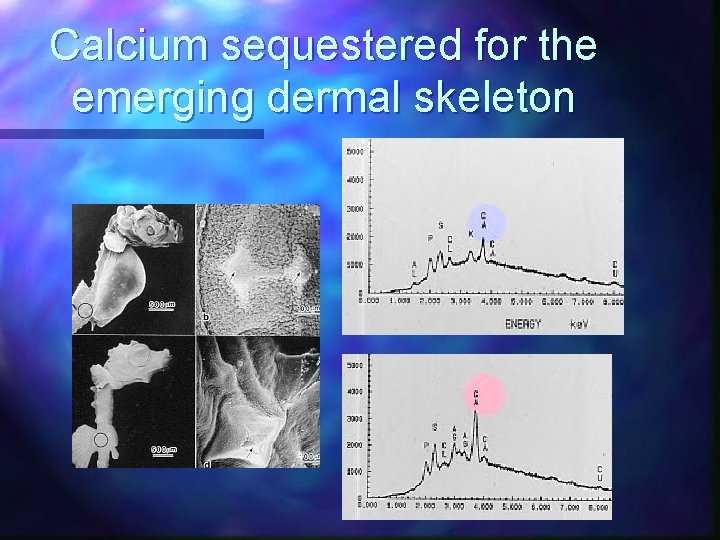 Calcium sequestered for the emerging dermal skeleton 