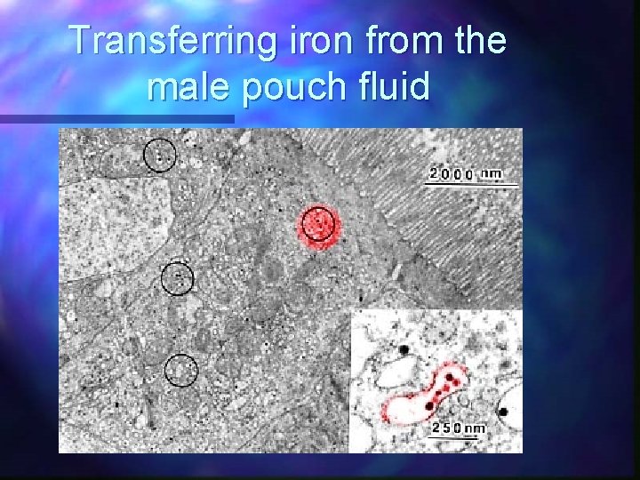 Transferring iron from the male pouch fluid 