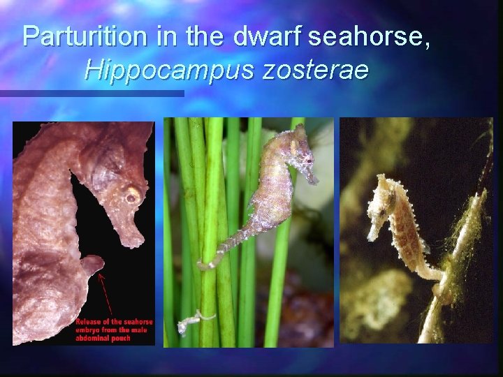 Parturition in the dwarf seahorse, Hippocampus zosterae 