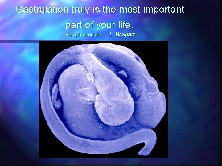 Gastrulation truly is the most important part of your life. Paraphrased after L. Wolpart