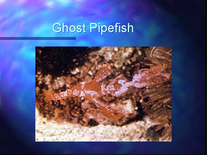Ghost Pipefish 