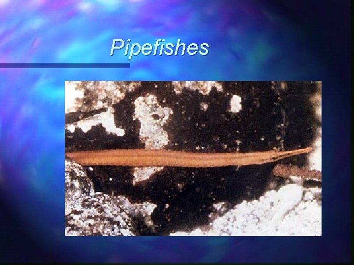 Pipefishes 