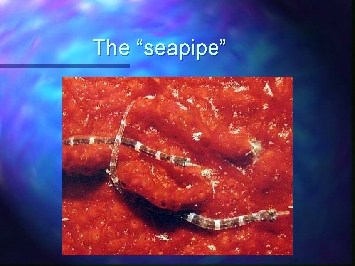 The “seapipe” 