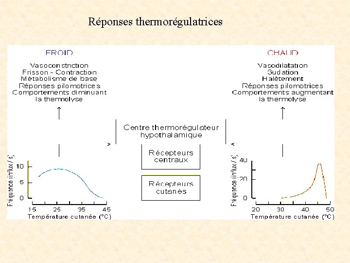 Réponses thermorégulatrices 