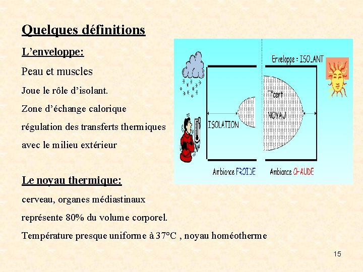 Quelques définitions L’enveloppe: Peau et muscles Joue le rôle d’isolant. Zone d’échange calorique régulation