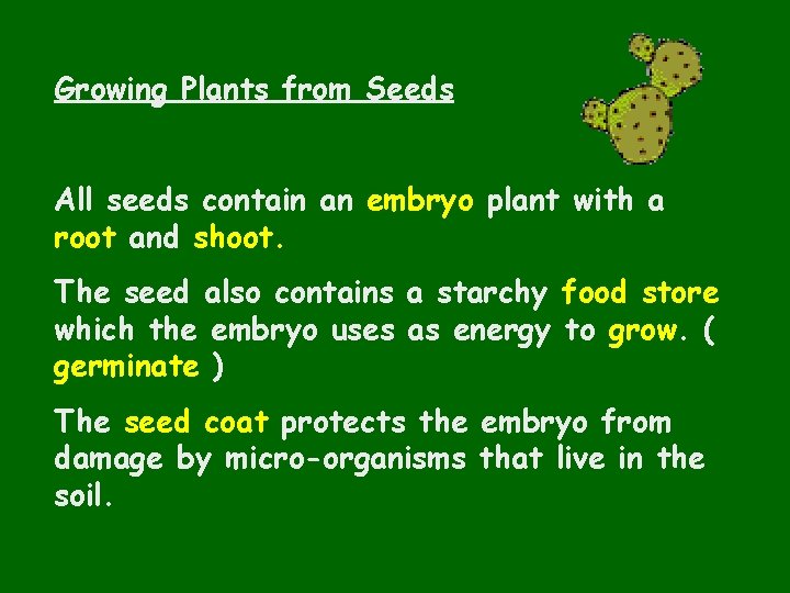Growing Plants from Seeds All seeds contain an embryo plant with a root and