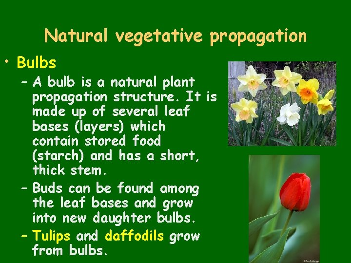 Natural vegetative propagation • Bulbs – A bulb is a natural plant propagation structure.