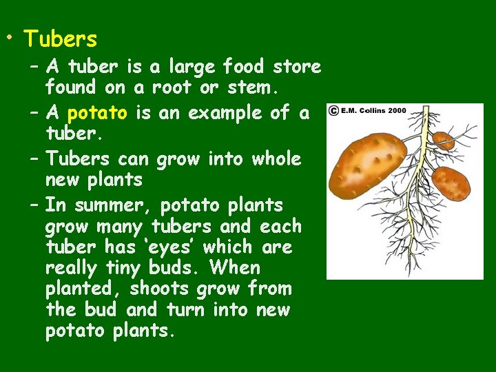  • Tubers – A tuber is a large food store found on a