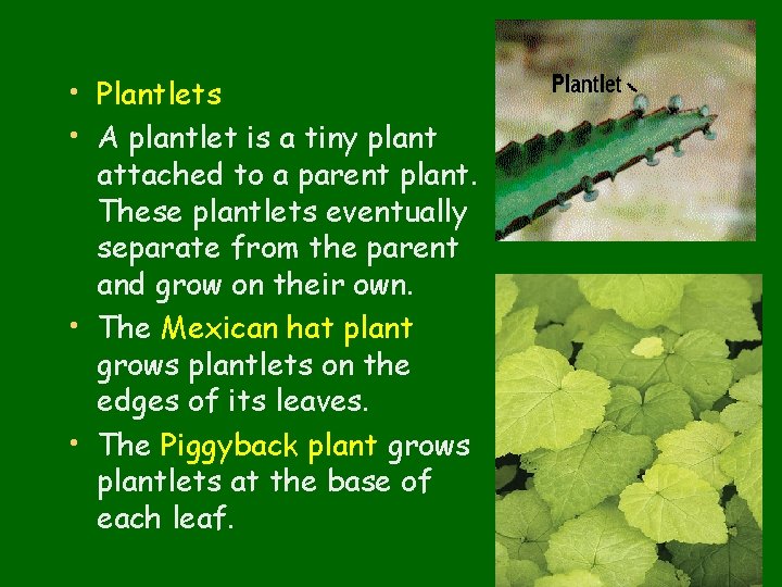  • Plantlets • A plantlet is a tiny plant attached to a parent