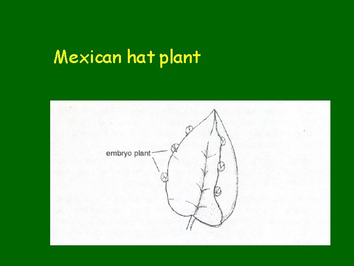 Mexican hat plant 