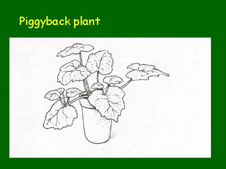 Piggyback plant 