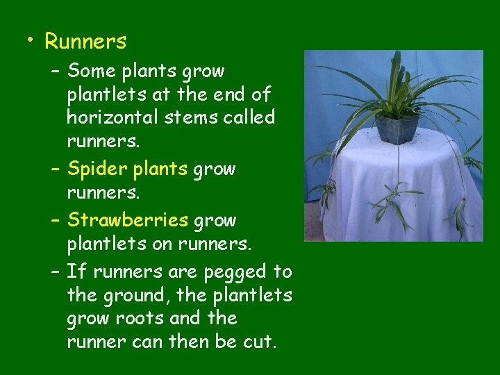  • Runners – Some plants grow plantlets at the end of horizontal stems