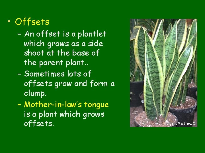  • Offsets – An offset is a plantlet which grows as a side