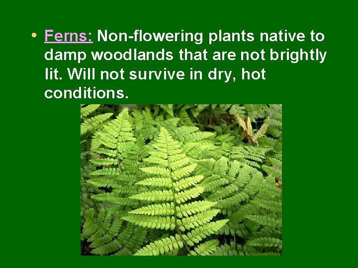  • Ferns: Non-flowering plants native to damp woodlands that are not brightly lit.