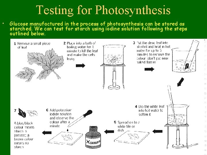 Testing for Photosynthesis • Glucose manufactured in the process of photosynthesis can be stored