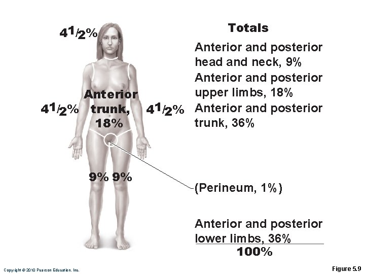 41/2% Totals Anterior and posterior head and neck, 9% Anterior and posterior upper limbs,