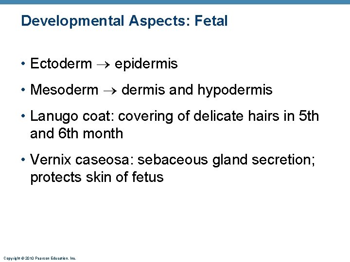 Developmental Aspects: Fetal • Ectoderm epidermis • Mesoderm dermis and hypodermis • Lanugo coat:
