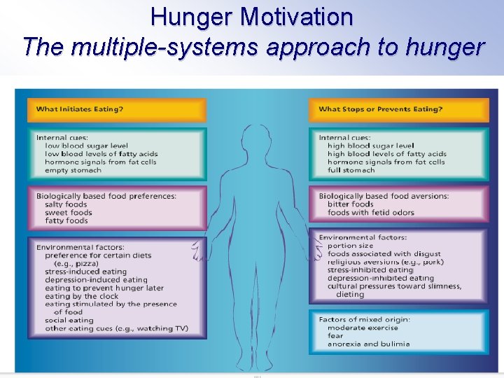 Hunger Motivation The multiple-systems approach to hunger 