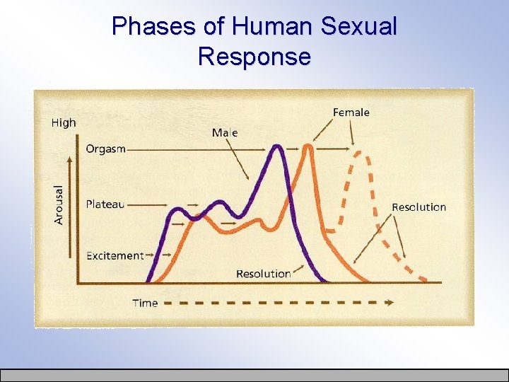 Phases of Human Sexual Response 