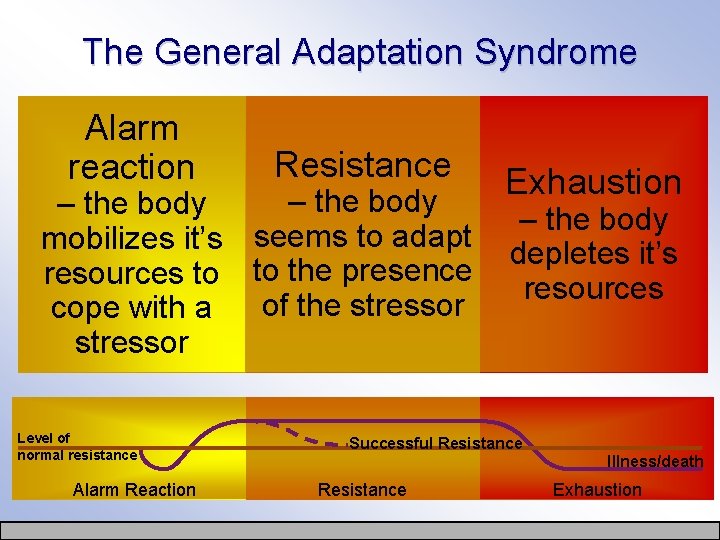 The General Adaptation Syndrome Alarm reaction Resistance – the body mobilizes it’s seems to