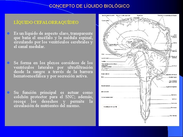 CONCEPTO DE LÍQUIDO BIOLÓGICO LÍQUIDO CEFALORRAQUÍDEO l Es un líquido de aspecto claro, transparente