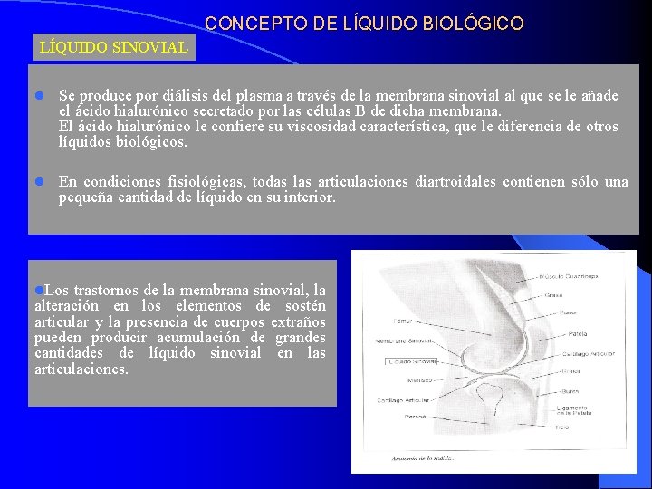 CONCEPTO DE LÍQUIDO BIOLÓGICO LÍQUIDO SINOVIAL l Se produce por diálisis del plasma a