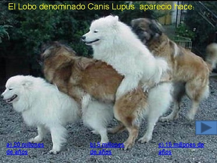 El Lobo denominado Canis Lupus aparecio hace: a) 20 millones de años b) 5