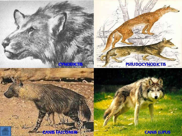 CYNODICTIS CANIS FALCONERI PSEUDOCYNODICTIS CANIS LUPUS 