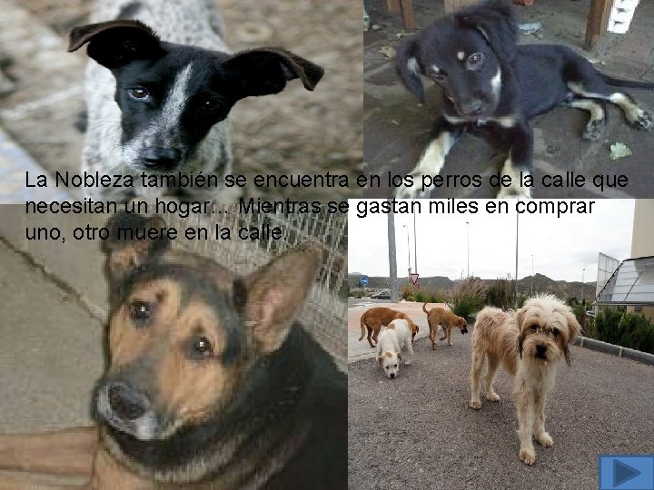 La Nobleza también se encuentra en los perros de la calle que necesitan un