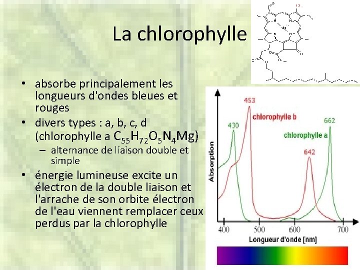 La chlorophylle • absorbe principalement les longueurs d'ondes bleues et rouges • divers types