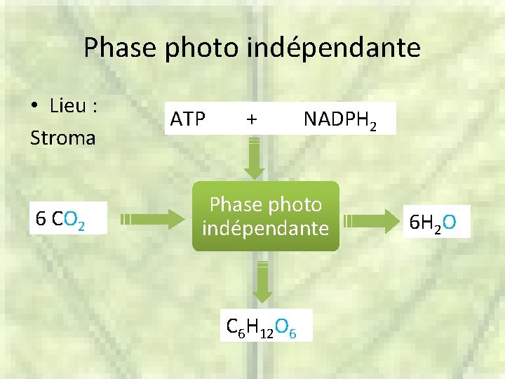 Phase photo indépendante • Lieu : Stroma 6 CO 2 ATP + NADPH 2