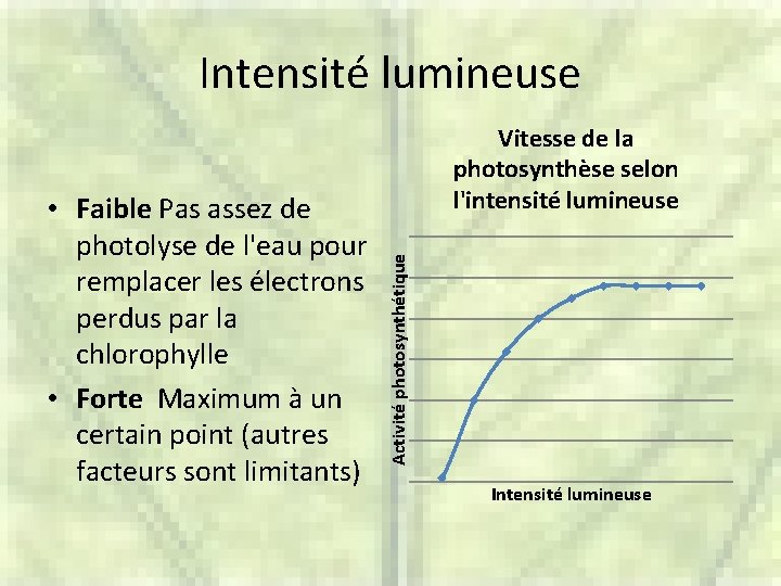 Intensité lumineuse Activité photosynthétique • Faible Pas assez de photolyse de l'eau pour remplacer