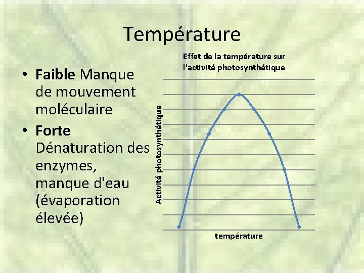 Température Activité photosynthétique • Faible Manque de mouvement moléculaire • Forte Dénaturation des enzymes,