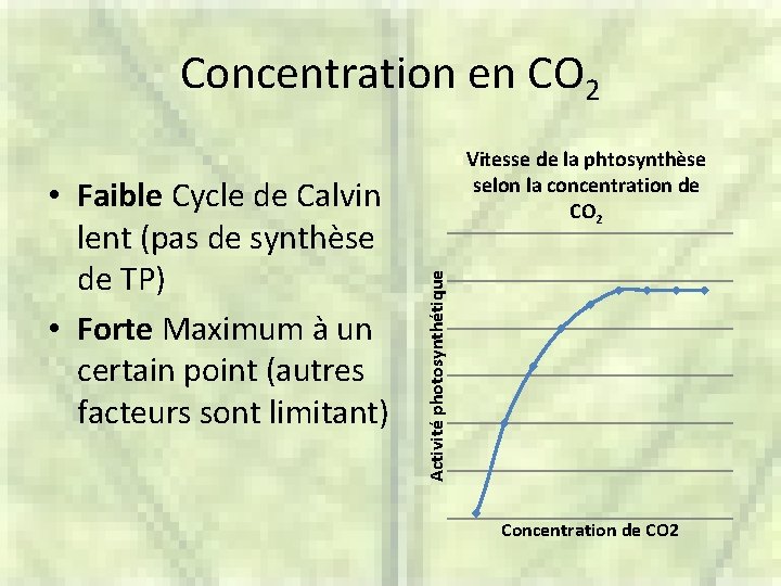 Concentration en CO 2 Activité photosynthétique • Faible Cycle de Calvin lent (pas de