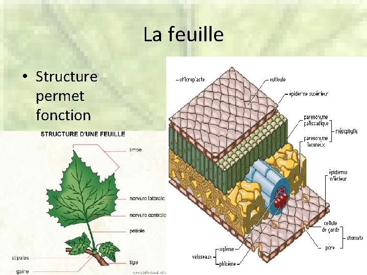 La feuille • Structure permet fonction 
